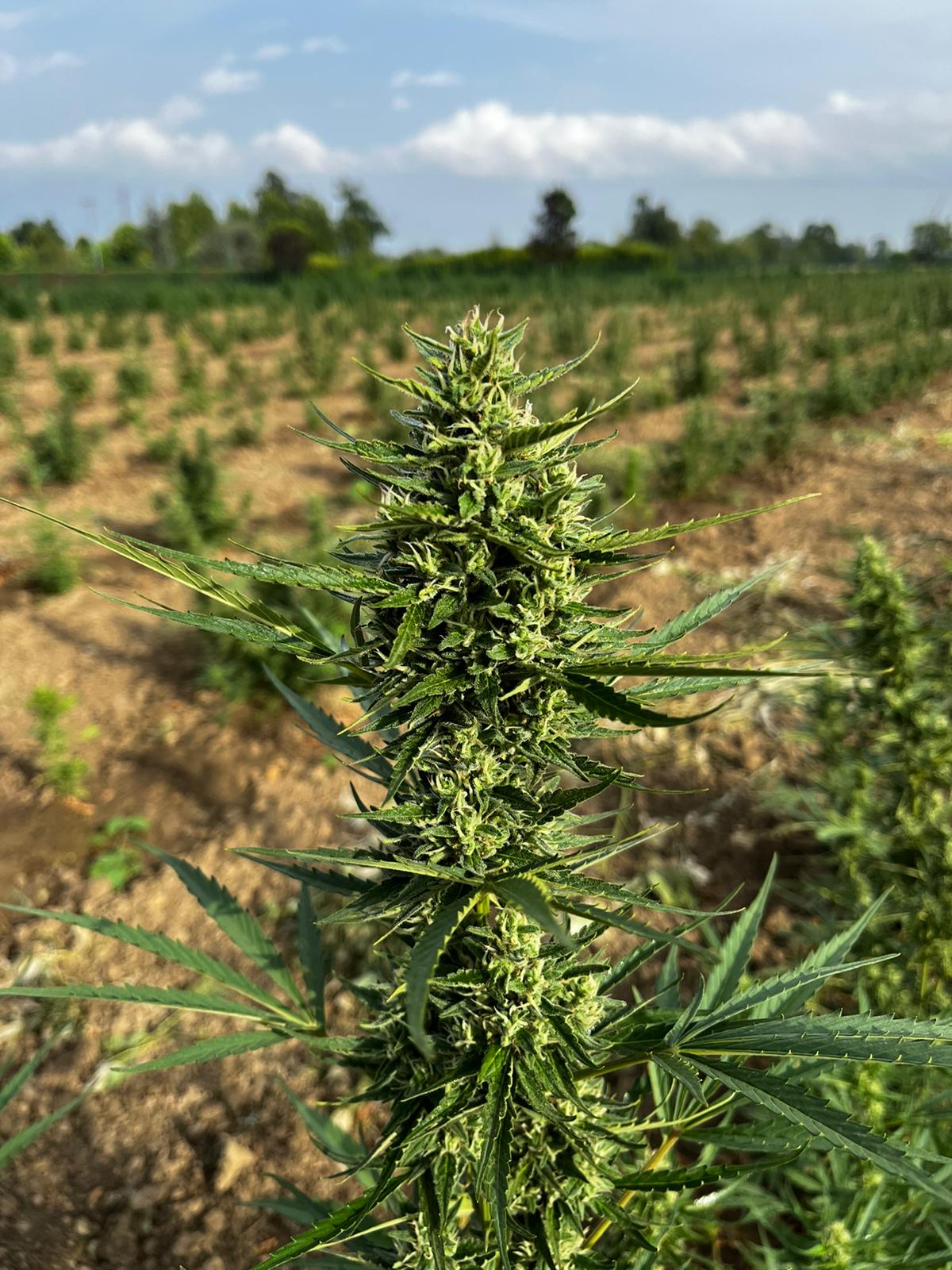 GOOD BUDS CBD Flowers