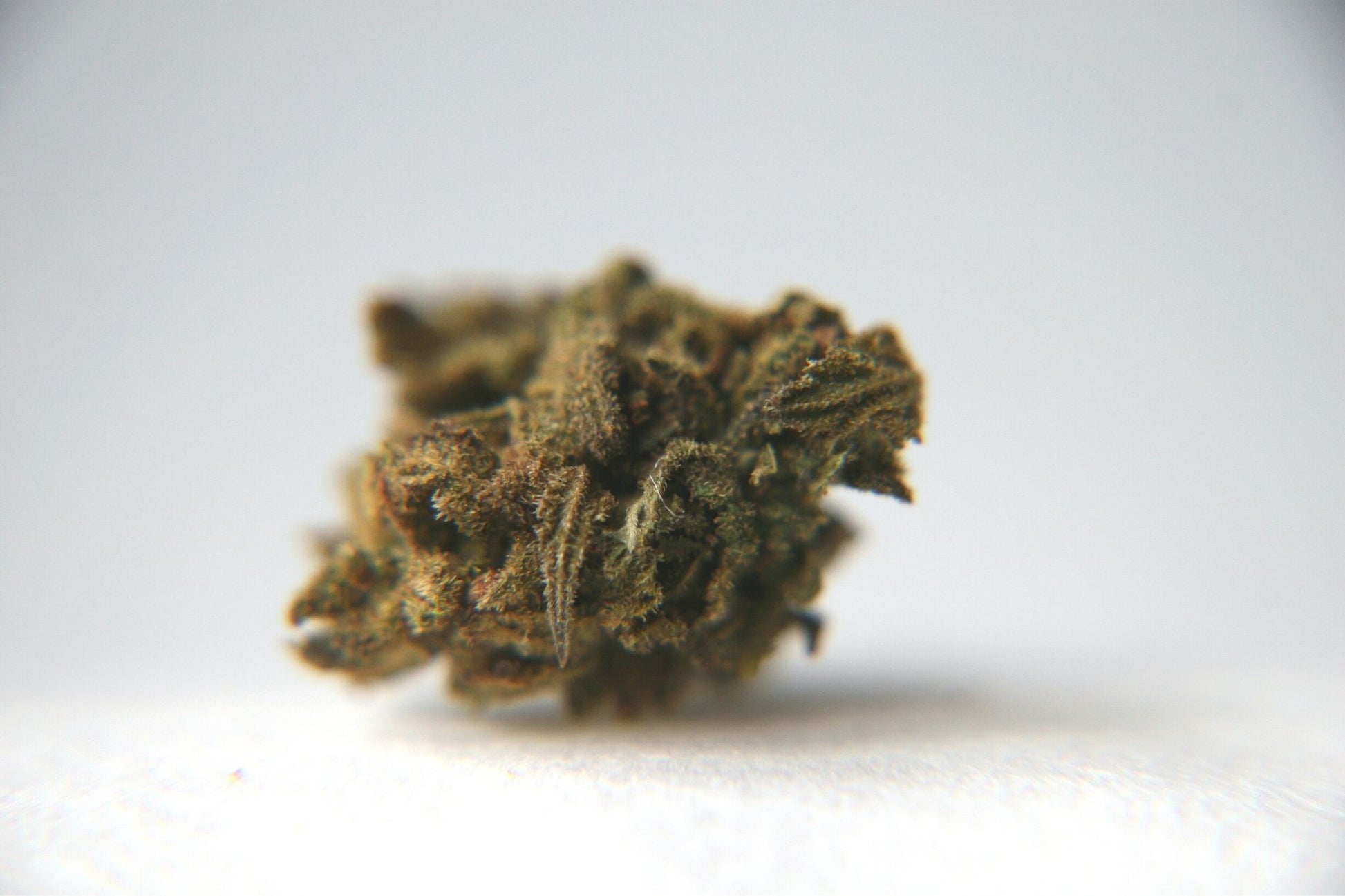 Berry Charlotte - Small Buds - GOOD BUDS® - Prague Online Cannabis Store