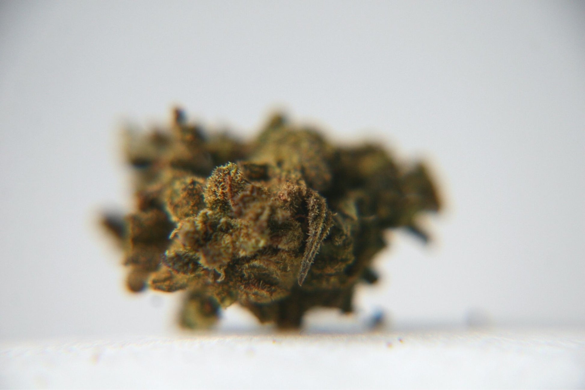 Berry Charlotte - Small Buds - GOOD BUDS® - Prague Online Cannabis Store