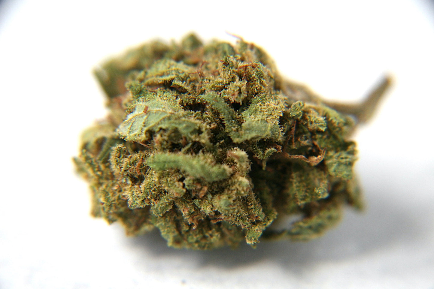 Cherry Mouse - Bulk - GOOD BUDS® - Prague Online Cannabis Store