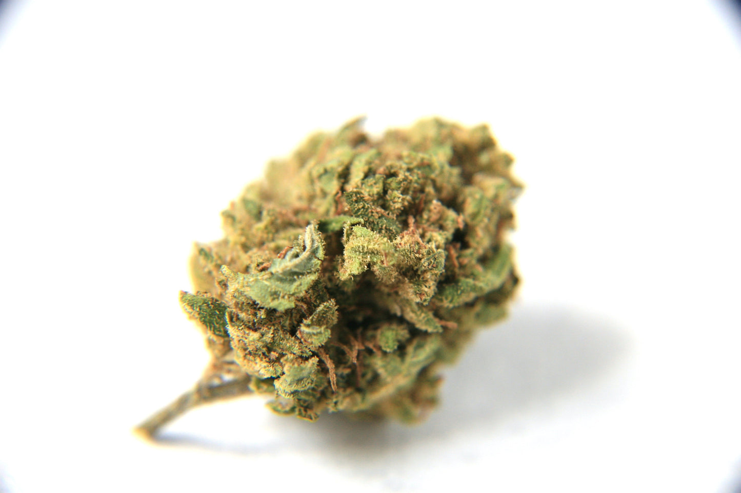 Cherry Mouse - Bulk - GOOD BUDS® - Prague Online Cannabis Store