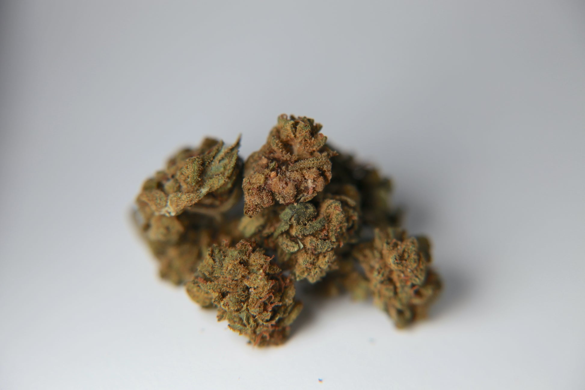 Cherry Mouse - Small Buds - Bulk - GOOD BUDS® - Prague Online Cannabis Store