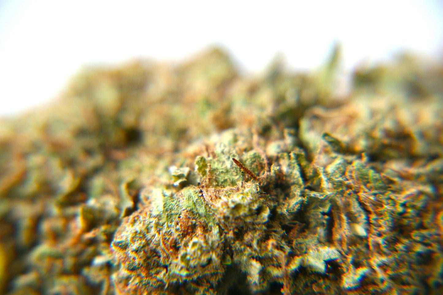 Berry-Cheese Cake - Bulk - GOOD BUDS® - Prague Online Cannabis Store