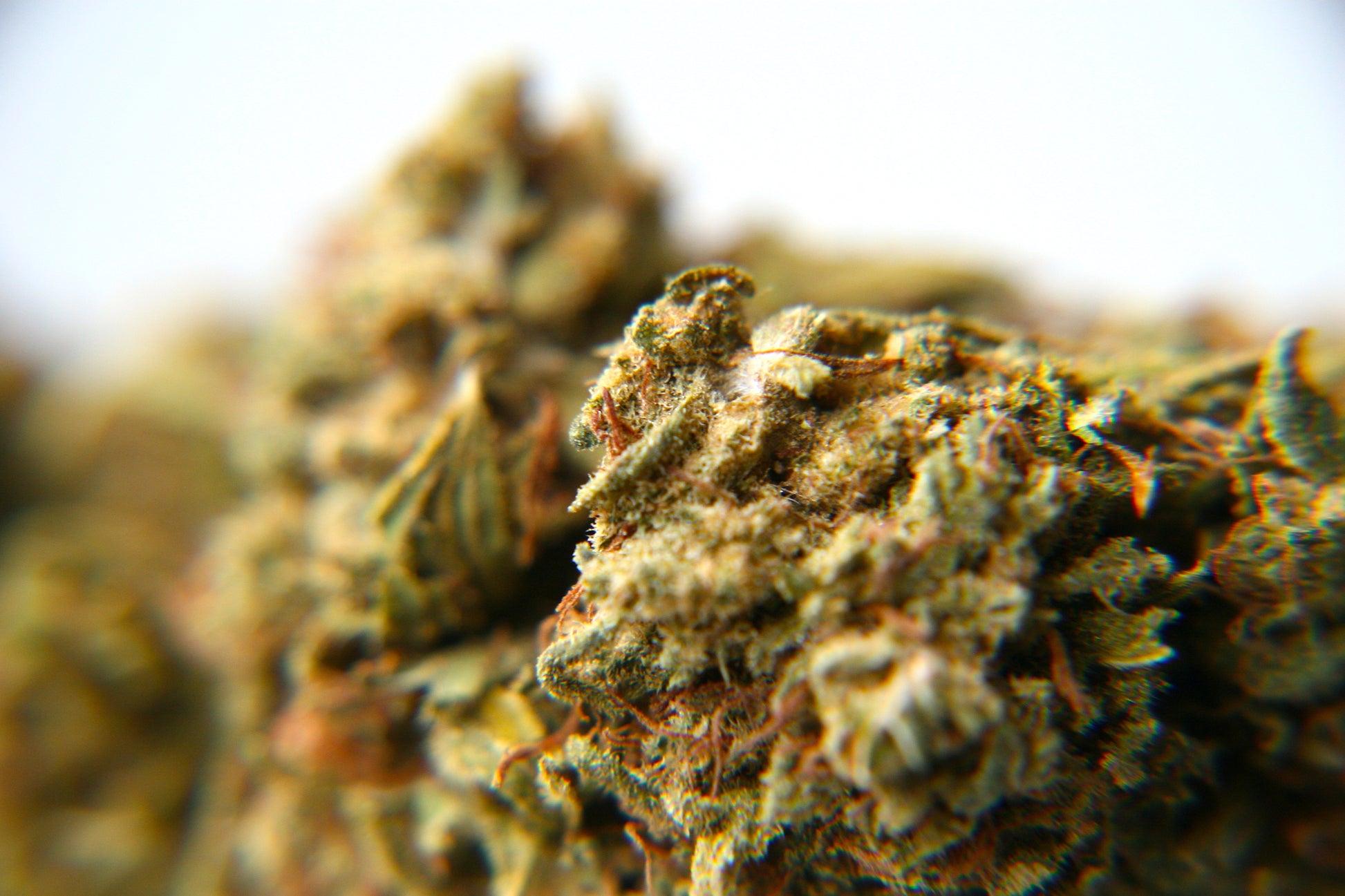 Berry Charlotte - GOOD BUDS® - Prague Online Cannabis Store