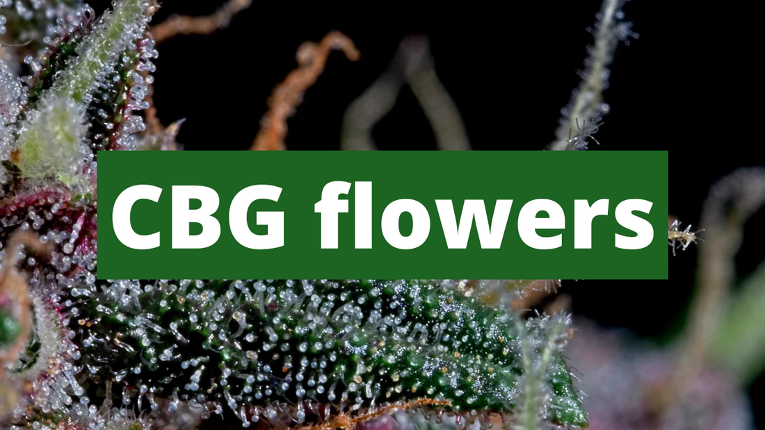 CBG Flower: What is it and What are its Benefits?