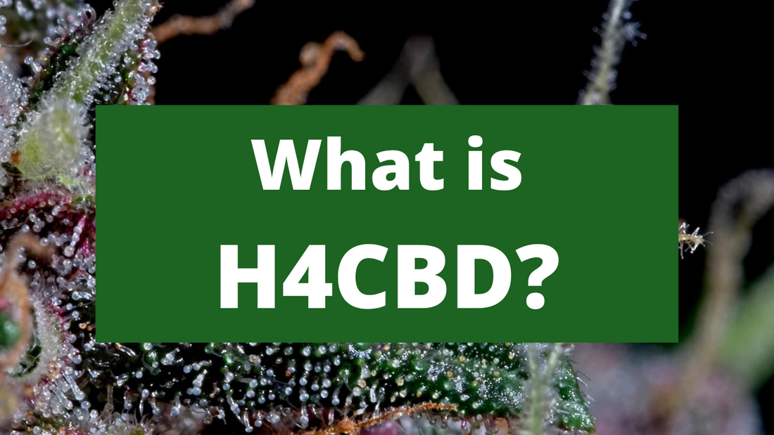 What is H4CBD?