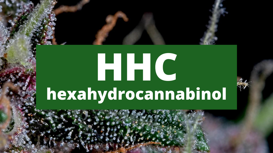 HHC - the legal alternative to THC?