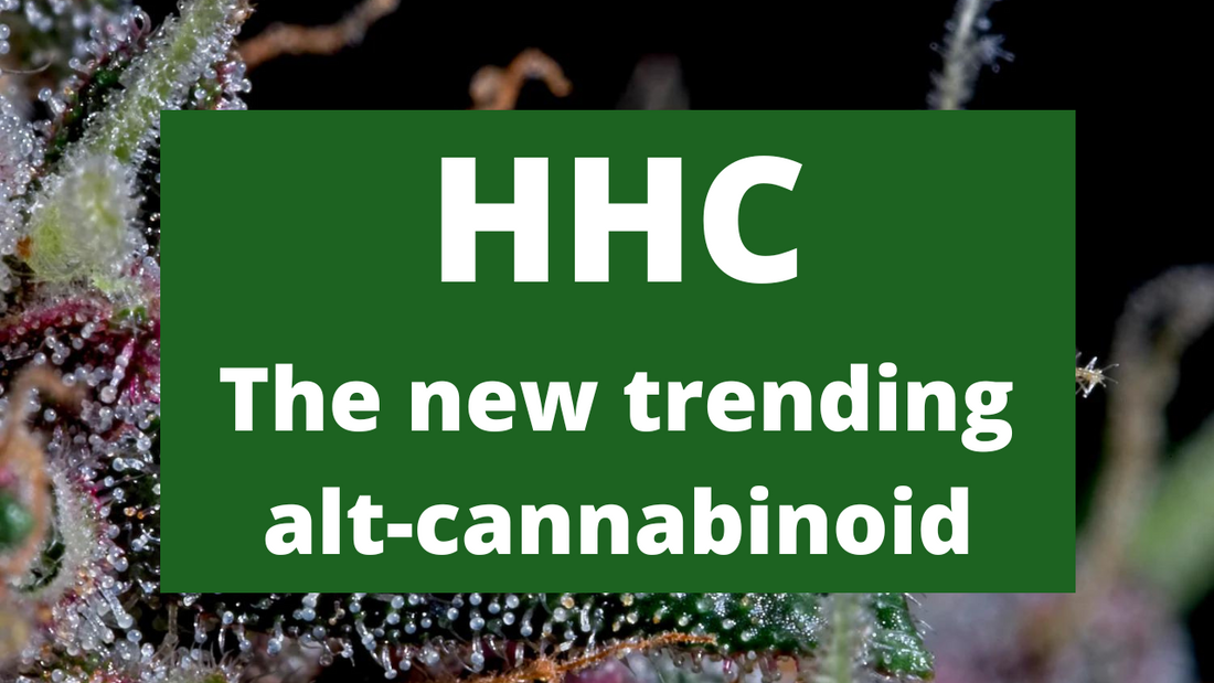 Why HHC is becoming the new trend