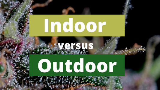What's the Difference Between Indoor, Greenhouse, & Outdoor Cultivation?
