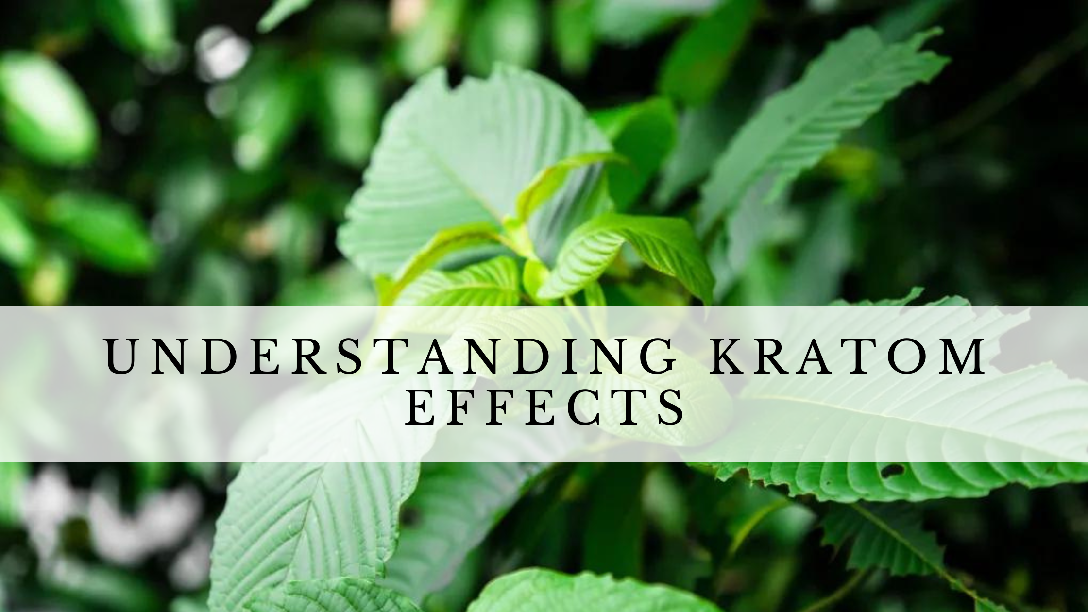 Understanding Kratom Effects – GOOD BUDS® - Prague Online Cannabis ...