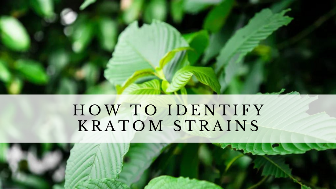 How to identify kratom strains