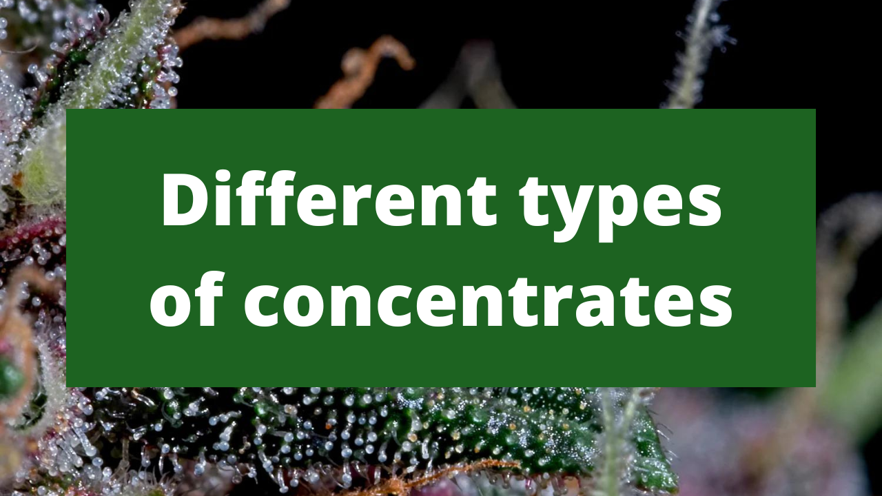 Different Types Of Cannabis Concentrates – GOOD BUDS® - Prague Online ...