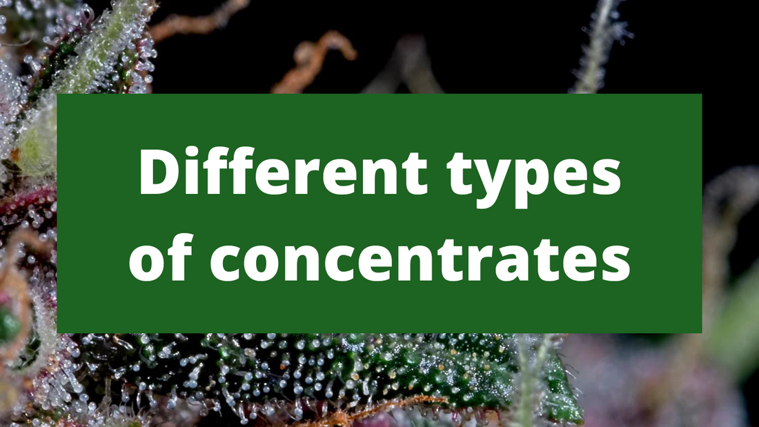 Different types of cannabis concentrates