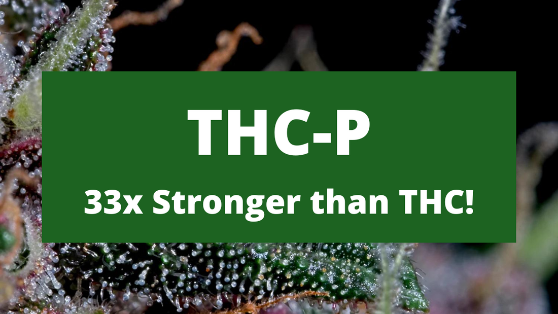 What is THC-P